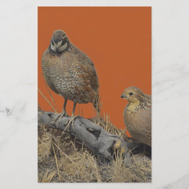 Bobwhite Quail (Georgia, Missouri und Tennessee) Briefpapier (Vorderseite)