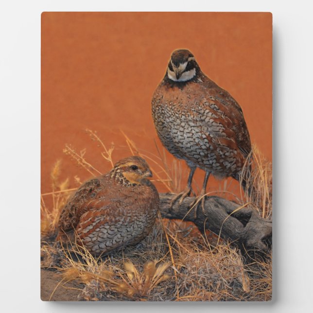 Bobwhite Quail (Georgia, Missouri und Tennessee) Fotoplatte (Vorderseite)