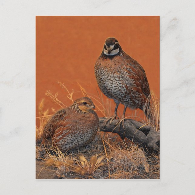Bobwhite Quail (Georgia, Missouri und Tennessee) Postkarte (Vorderseite)