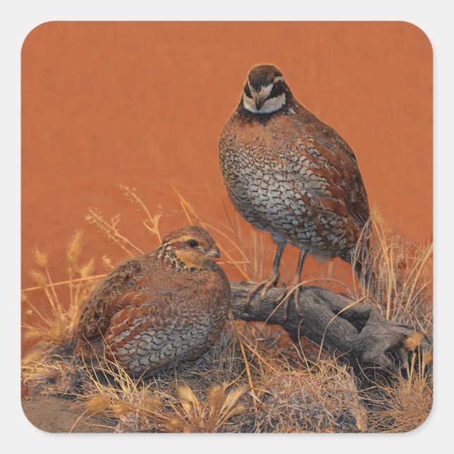 Bobwhite Quail (Georgia, Missouri und Tennessee) Quadratischer Aufkleber (Vorderseite)
