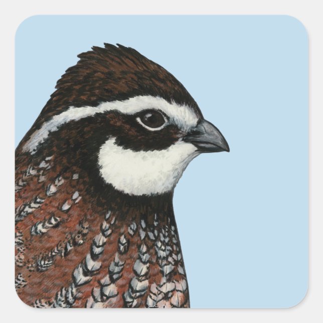 Bobwhite Quail Head Quadratischer Aufkleber (Vorderseite)
