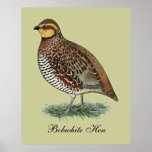 Bobwhite Quail Hen Poster (Vorne)