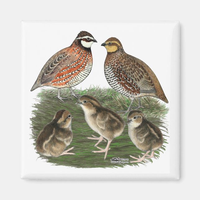 Bobwhite Quail Magnet (Vorne)