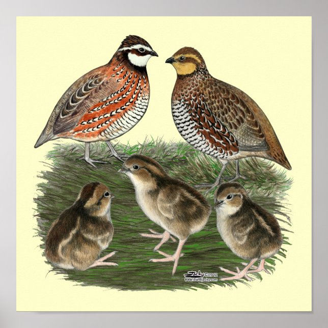 Bobwhite Quail Poster (Vorne)