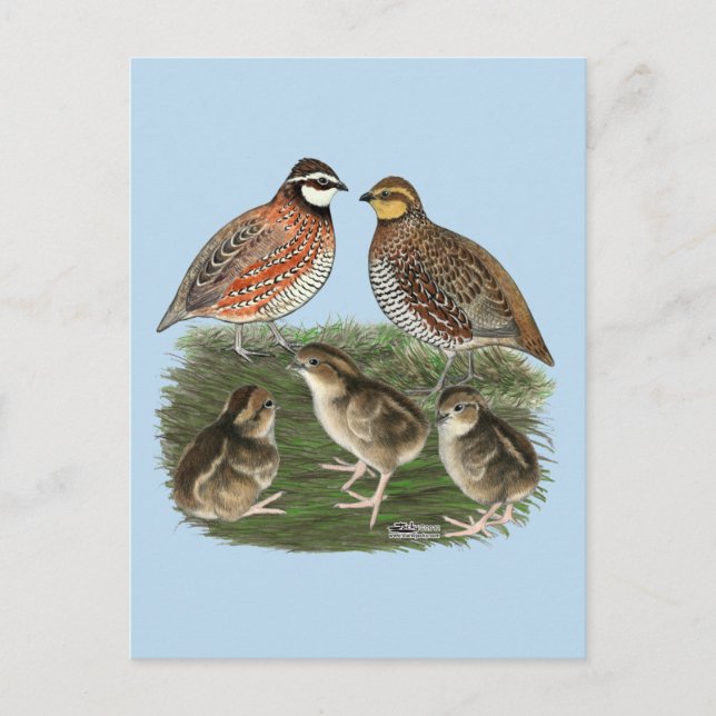 Bobwhite Quail Postkarte (Vorderseite)