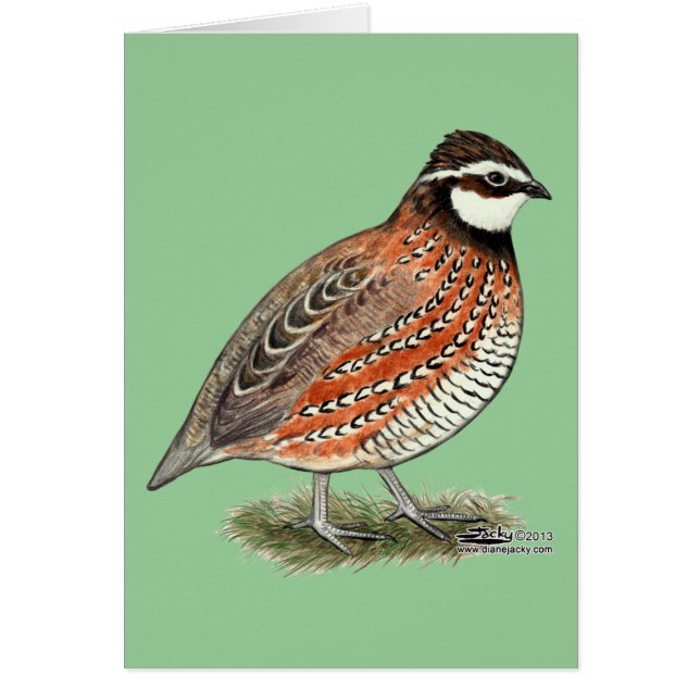 Bobwhite Quail Rooster (Vorne)