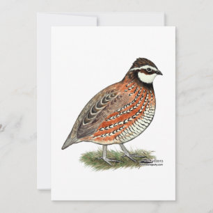 Bobwhite Quail Rooster Karte