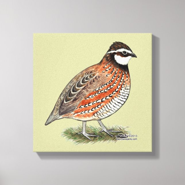 Bobwhite Quail Rooster Leinwanddruck (Vorderseite)