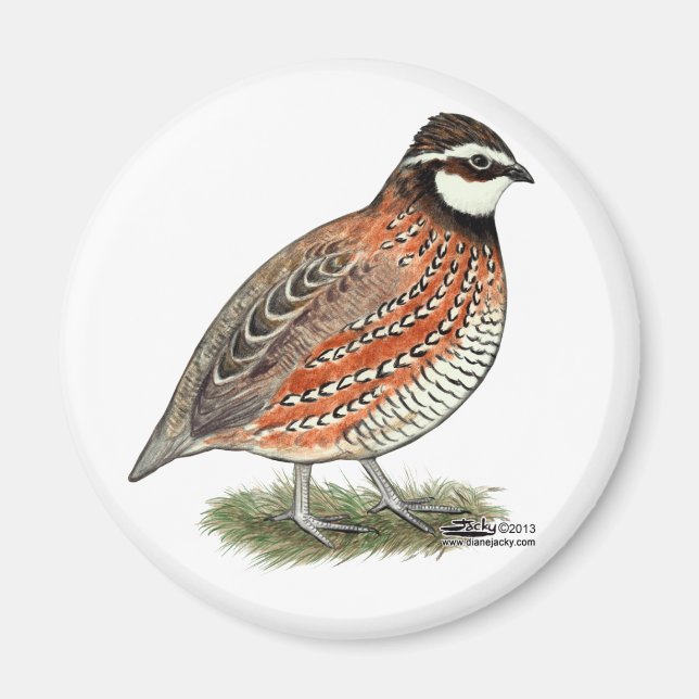 Bobwhite Quail Rooster Magnet (Vorne)