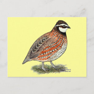 Bobwhite Quail Rooster Postkarte