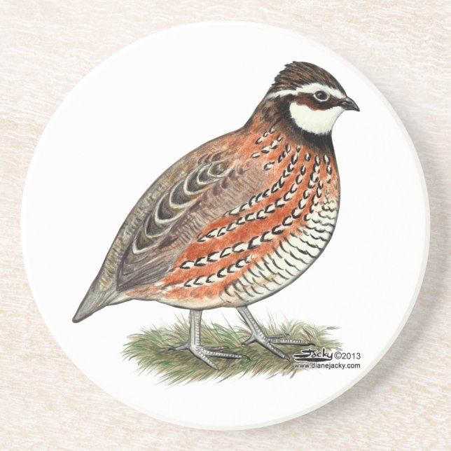 Bobwhite Quail Rooster Sandstein Untersetzer (Vorne)