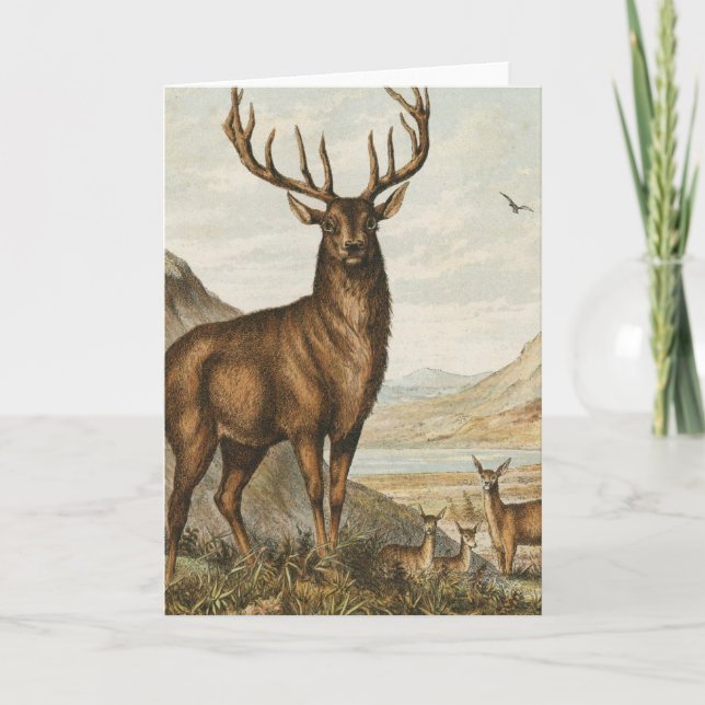 Bock und Hirsch Karte (Vorderseite)