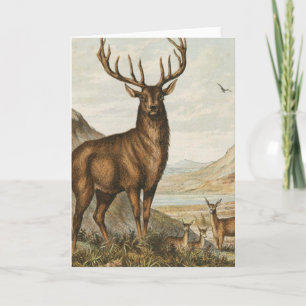 Bock und Hirsch Karte