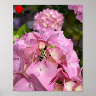 Bockkäfer auf rosa Hortensie Poster