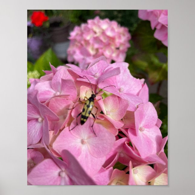 Bockkäfer auf rosa Hortensie Poster (Vorne)
