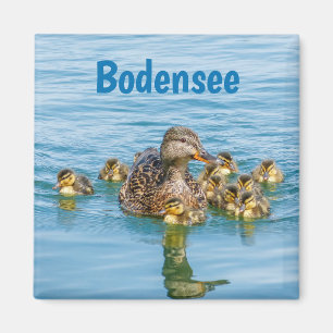 Bodensee-Enten mit Küken Magnet