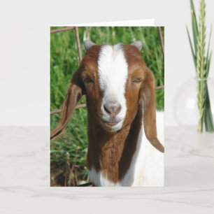 Boer Billy Goat Kid Karte