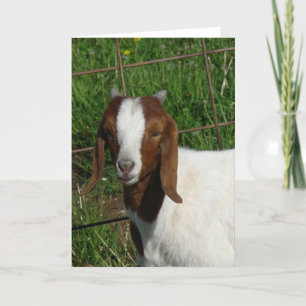 Boer Billy Goat Kid Karte