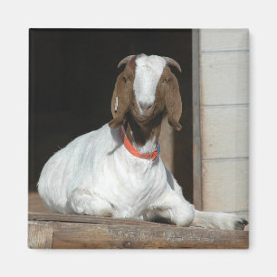 Boer Goat Nanny Doe Magnet