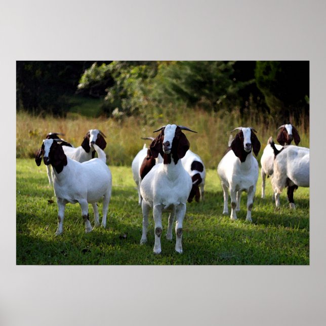 Boer Goat the Gangs All Here Poster Print (Vorne)