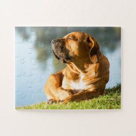 Boerboel Dog genießt die Sonne Puzzle