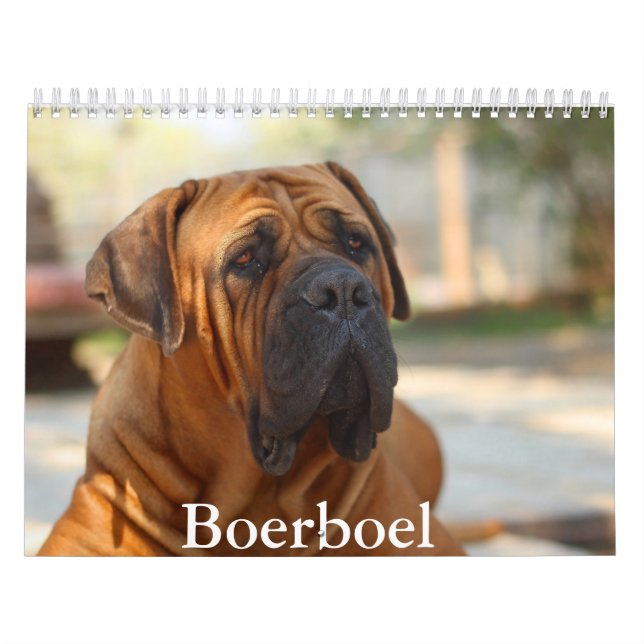 Boerboel Hundekalender Kalender (Titelbild)