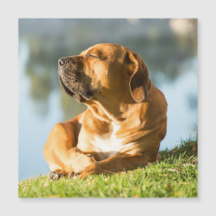 Boerboel-Magnetkarte Magnetkarte