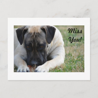 Boerboel Postcard Postkarte