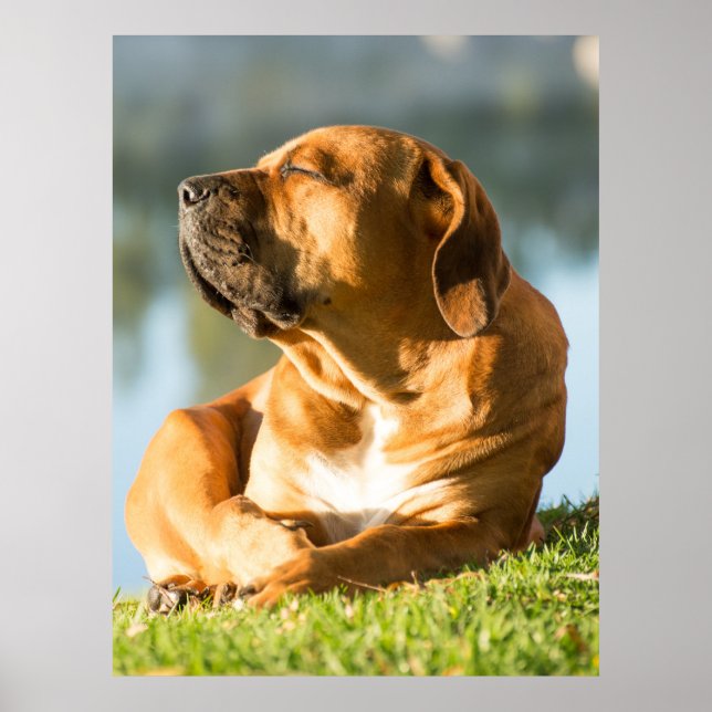 Boerboel Poster (Vorne)