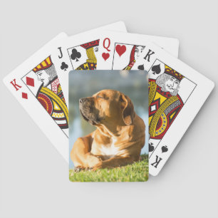 Boerboel Spielkarten