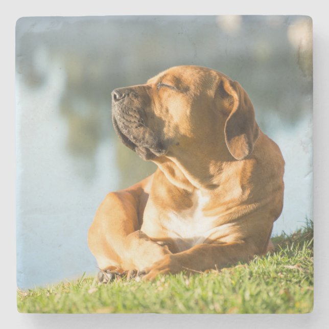 Boerboel Steinuntersetzer (Vorderseite)