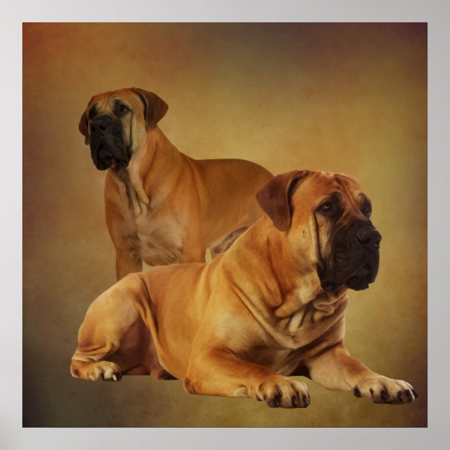 Boerboel - Südafrikanischer Mastiff Poster (Vorne)