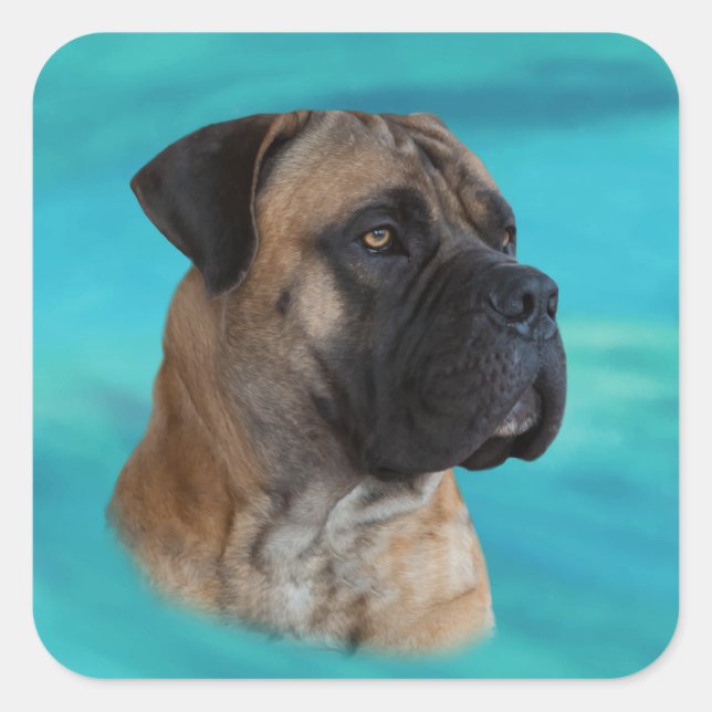 Boerboel - Südafrikanischer Mastiff Quadratischer Aufkleber (Vorderseite)