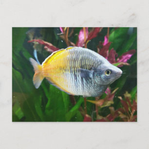 Boesemani Rainbow Postkarte