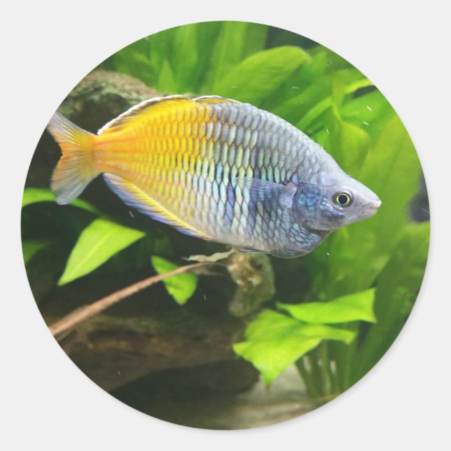 Boesemani Rainbow Runder Aufkleber (Vorderseite)