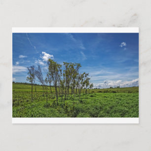 Bog Forest in Big Meadows Postkarte