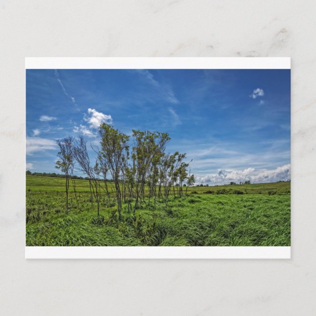 Bog Forest in Big Meadows Postkarte (Vorderseite)