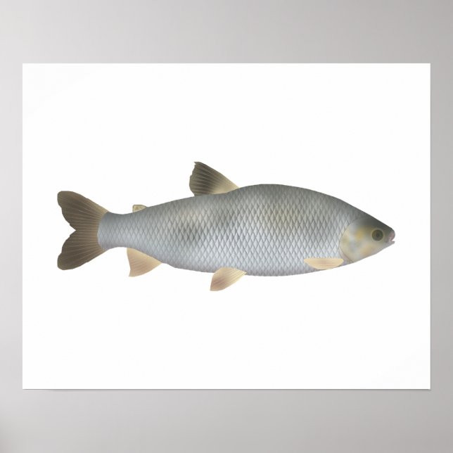 Boga Poster (Vorne)