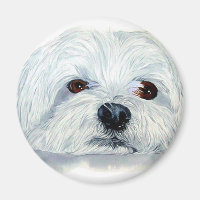 Bogart the Maltese Magnet