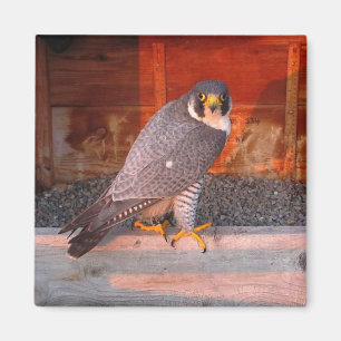 Bogenschütze-Magnet Magnet