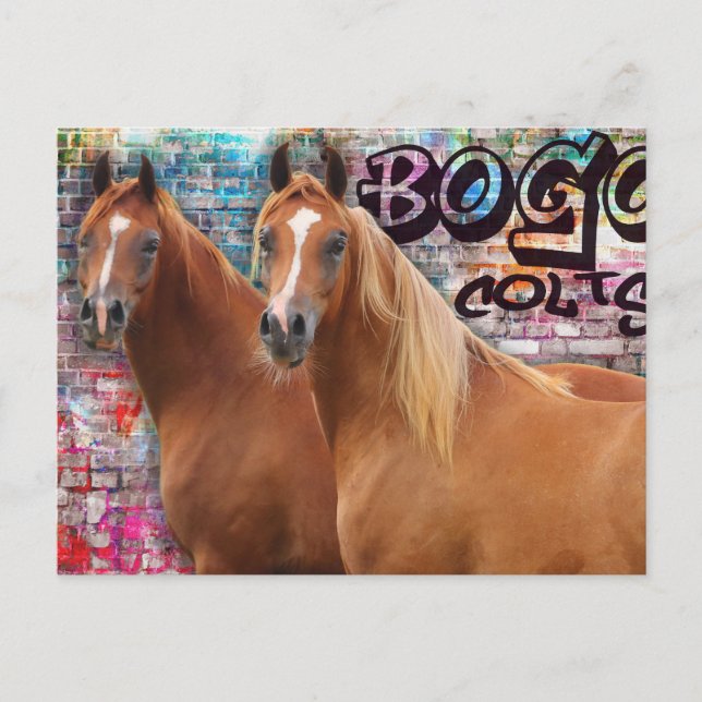 BOGO Colts - Graffiti Post Card - Arabische Pferde Postkarte (Vorderseite)