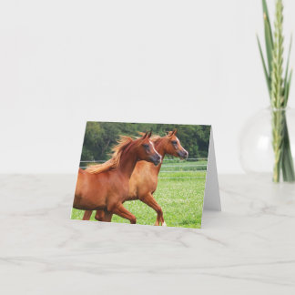 BOGO Colts leere Notizkarte Karte