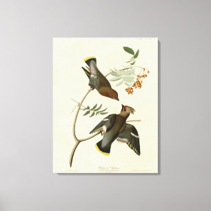 Bohemisch Chatterer (Waxwing) Audubon Birds Americ Leinwanddruck