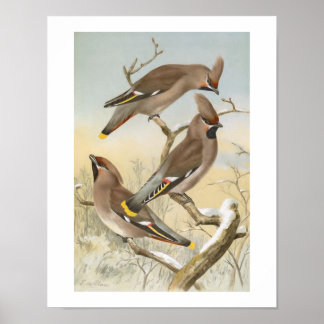 Bohemische Waxwing Vintag Bird-Illustration Poster