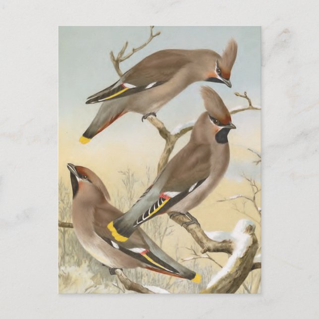 Bohemische Waxwing Vintag Bird-Illustration Postkarte (Vorderseite)