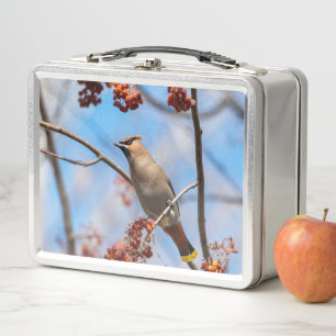 Bohemische Waxwing, Vogelfotografie Metall Brotdose