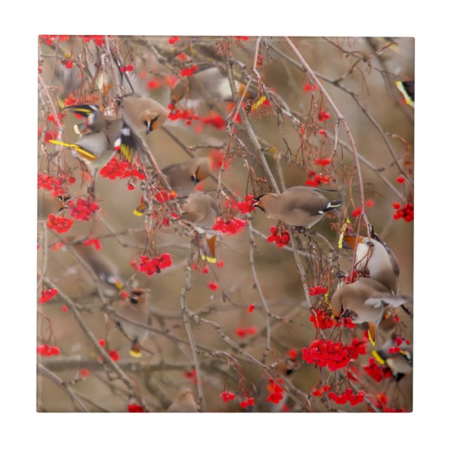 Bohemische Waxwings Fütternd auf der Bergash Fliese (Vorderseite)