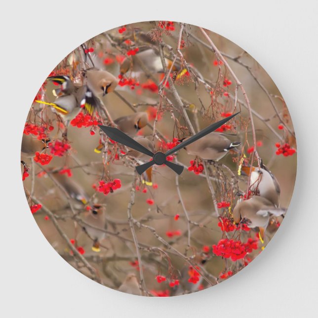 Bohemische Waxwings Fütternd auf der Bergash Große Wanduhr (Vorderseite)
