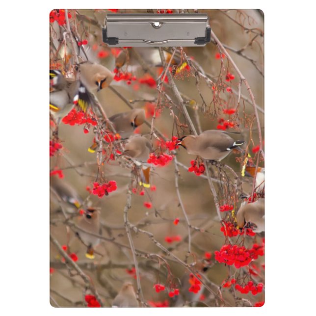 Bohemische Waxwings Fütternd auf der Bergash Klemmbrett (Vorderseite)