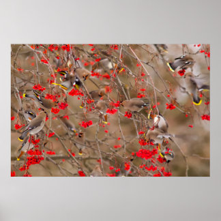 Bohemische Waxwings Fütternd auf der Bergash Poster
